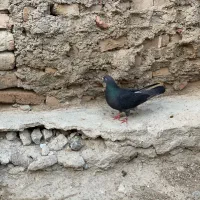 کبوتر ماده