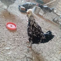 مرغ و خروس گلین