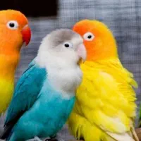 پرنده