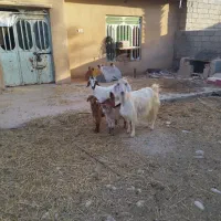 بز کهره دار بز ابستن