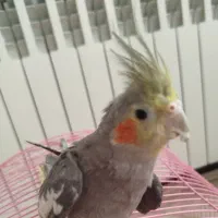 پرنده