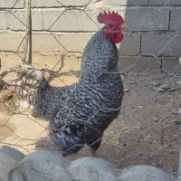 خروس آمروک اصل جوان