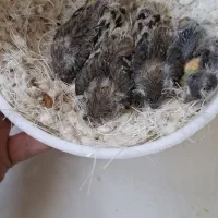 کپه چهارتایی سهره قناری
