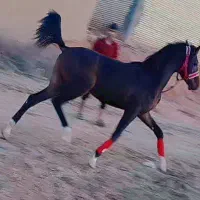 کره نریون عرب خالص ایرانی