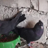 کبوتر زاغ|پرنده|سرپل ذهاب, |دیوار