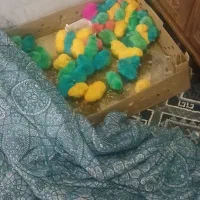 جوجه رنگی و رسمی