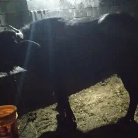 معاوضه گاومیش