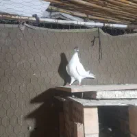 کبوتر رنگی