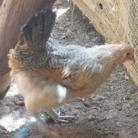مرغ کت (کرچ ) آماده جوجه کشی و ۳ عدد جوجه ۲۰ روزه