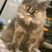 گربه پرشین سلطنتی بلو
