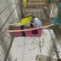 پرنده