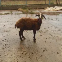 بره ماده شیشک