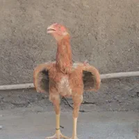 لاری نصل