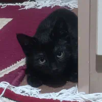 سرپرستی گربه قبول میکنم