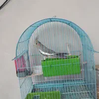 عروس هلندی نر