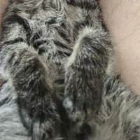 گربه DSH گوگولی