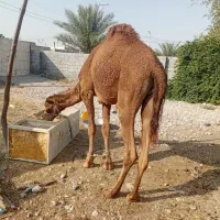 شتر.نر|حیوانات مزرعه|قلعه قاضی, |دیوار