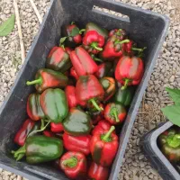 کارشناسی تخصصی باغ و گلخانه