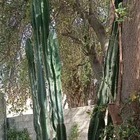 فروش کاکتوس