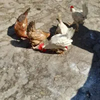 مرغ خروس