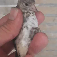 جوجه سهره