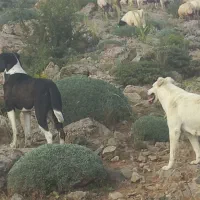 فروشی
