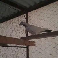 کبوتر پرشی