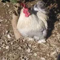 مرغ و خروس کوشین اصل