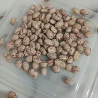 لوبیا چیتی
