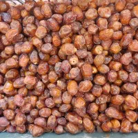 خرید خرما و رطب تازه مستقیم از باغدار