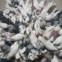 کبوترتهرانی اصیل