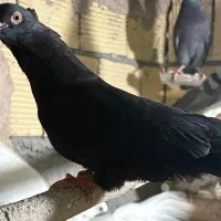 زاغ ابادانی