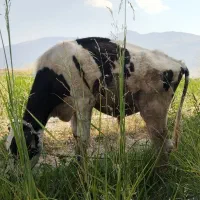 گوسال هلشتاین پرواری