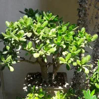 بونسای ۵۰ ساله گل یشم کراسولا اواتا