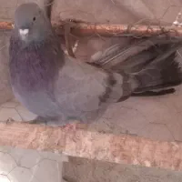 یجفت کبوتر پُر