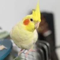 عروس هلندی نر