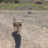 سگ....|سگ|شیروان (خراسان), |دیوار