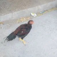 دو عدد جوجه لاری ۶ ماهه دانگ بالا
