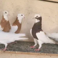 ۱۰تا کبوتر طوقی باهم