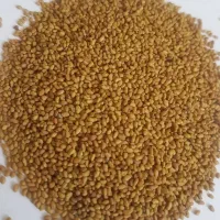 فروش انواع بذریونجه،رنجرآمریکایی،همدانی،قره‌یونجه