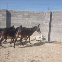قاطر|حیوانات مزرعه|اردل, |دیوار