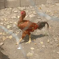 خروس لاری