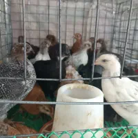 فروش جوجه های واکسن زده