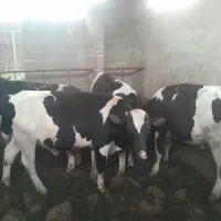 گوساله|حیوانات مزرعه|نورآباد ممسنی, |دیوار