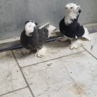 جفت بخارا نجفی