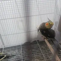 عروس هلندی مولد