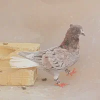 نرماده سرور دم‌سفید ناب