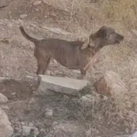 واگذاری تول ماده
