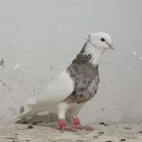 کبوتر طوقی