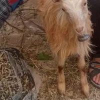 فروش بزغاله ۱۰۰۰۰۰۰۰ تومن